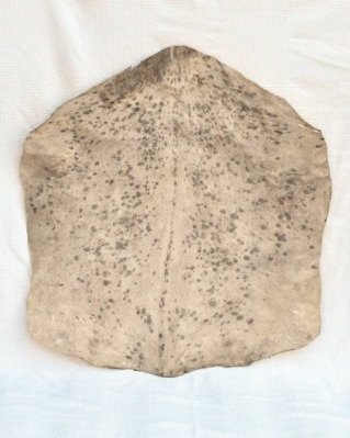 Pele de cabra djembê Sahel branca manchada semi-espessa