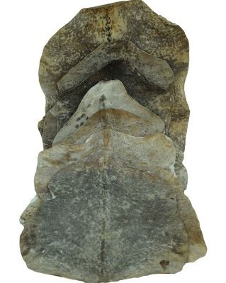 Pacote 10 peles de cabra djembê Sahel raspadas desclassificadas