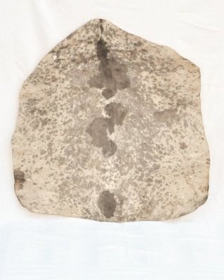 Pele de cabra djembê Sahel branca manchada semi-espessa