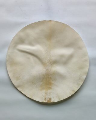 Pele de alce djembê muito espessa raspada M